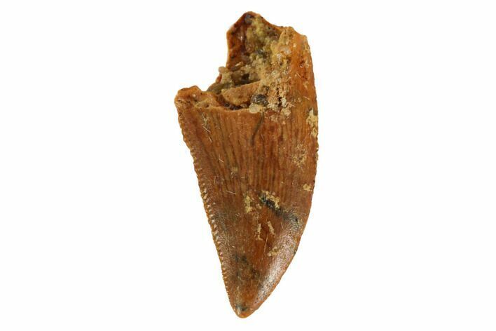 Serrated, Raptor Tooth - Real Dinosaur Tooth #125982